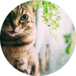 Cat Category Tile