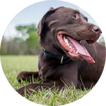 Dog Category Tile